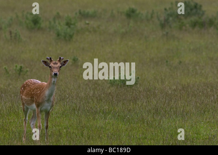 Junger Hirsch auf offenes Grasland beobachten. Stockfoto