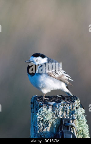 ein Trauerschnäpper Bachstelze Motacilla aufgeplustert Alba sitzen oben auf einem alten bemoosten Zaunpfosten Stockfoto