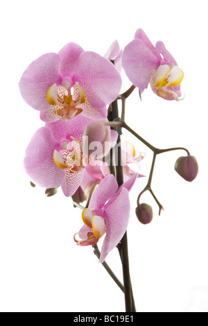 Orchidee auf weißem Hintergrund Stockfoto