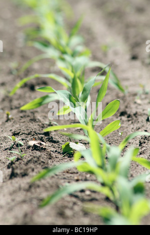 Reihe von jungen Maispflanzen Stockfoto