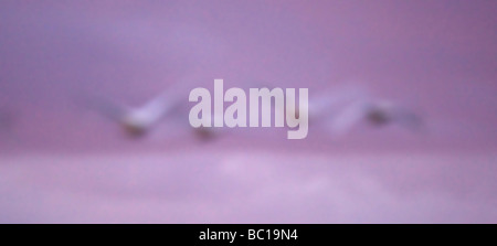 Singschwäne (Cygnus Cygnus) in den Sonnenaufgang an Martin bloße Feuchtgebiete Stockfoto