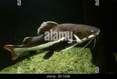 Redtailed oder Redtail Wels, Phractocephalus Hemioliopterus, Pimelodidae.  Auch bekannt als Flat-nosed Wels oder Antenne Wels. Stockfoto