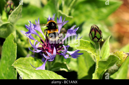 Eine Hummel landet auf einer blauen Kornblume in Sussex Garten Stockfoto