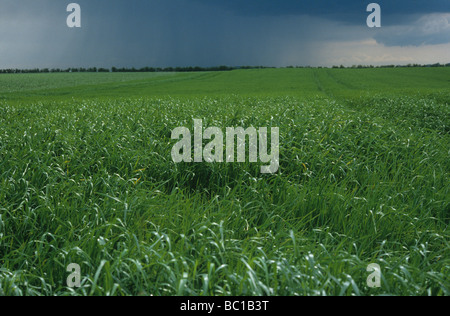 Gerste Ernte mit dunklen bedrohlichen Himmel und Regen Squall hinter Stockfoto