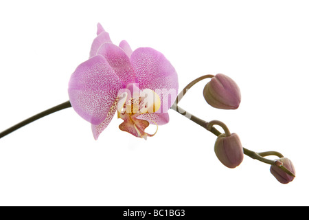 Orchidee auf weißem Hintergrund Stockfoto