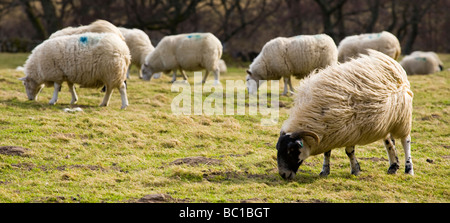 England Northumberland Northumberland National Park Schafbeweidung in einem Feld in das Breamish-Tal in der Nähe von Ingram Stockfoto