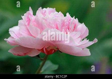 Rosa Pfingstrose Stockfoto