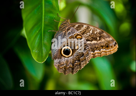 Der Schmetterling lila Eule (Caligo Beltrao) der Familie Nymphalidae Stockfoto