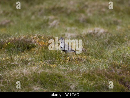 Erwachsene Sommer plumaged männlichen europäischen Golden Plover Pluvialis Apricaria Schottland Juni Stockfoto