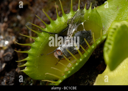 Venus Fliegenfalle Dioinaea Muscipula mit teilweise zerlegte Fliege gefangen zwischen den Blättern Stockfoto