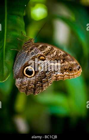 Der Schmetterling lila Eule (Caligo Beltrao) der Familie Nymphalidae Stockfoto