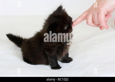 British Longhair Katze Kätzchen 5 Wochen schwarz leckt an menschlichen Finger Highlander Flachländer Britanica Stockfoto