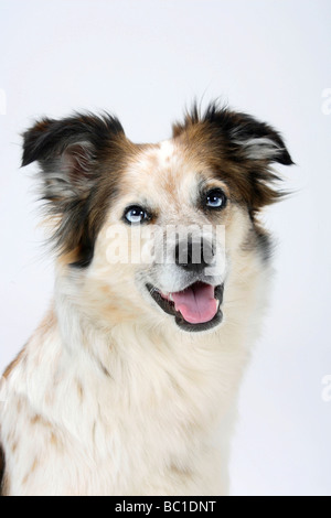 Gemischte Rasse Hund Border Collie gekreuzt Stockfoto