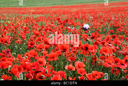 Lila und weißen Mohn unter ein Feld der rote Mohnblumen Stockfoto