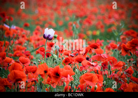 Lila und weißen Mohn unter ein Feld der rote Mohnblumen Stockfoto