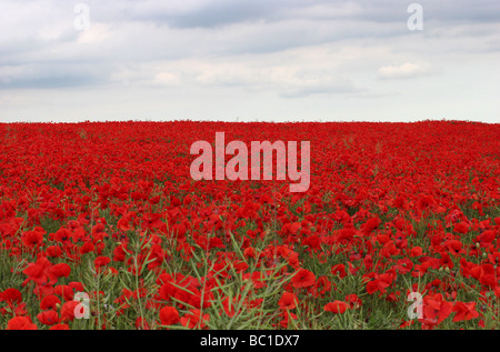 Großes Mohn-Feld mit roten Mohnblumen am Horizont. Opium Heroin Landwirtschaft Stockfoto