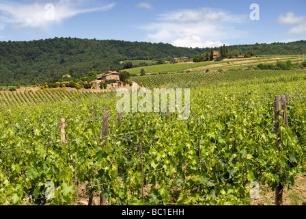 Toskanischen Hügel mit charakteristischen Weinberge und Weingüter im Chianti-Gebiet zwischen Volpaia und Radda, Italien. Stockfoto