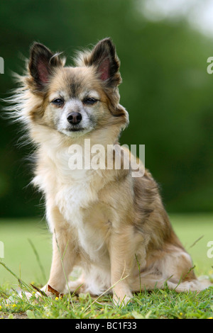 Chihuahua Langhaar 11 Jahre alt Stockfoto
