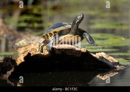 Schildkröte Sonnen am Log - Teich-Schieberegler Stockfoto