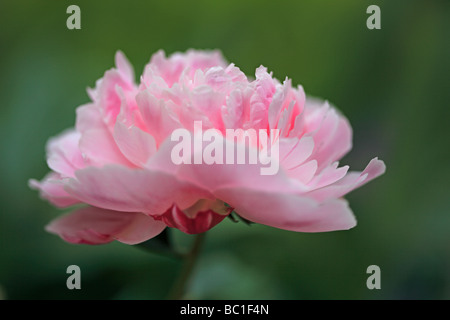 Rosa Pfingstrose Stockfoto