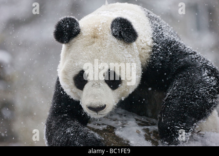 Giant Panda auf Schnee Wolong Sichuan China Stockfoto