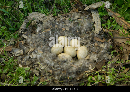 Idaho Canyon County Snake River Hirsch Flat National Wildlife Refuge Nest Umfrage Gänseeier in einem Boden-nest Stockfoto