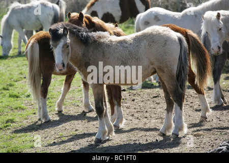 Die Fläche von Pembrokeshire, Wales. Walisische Wildpferde Weiden in der Nähe von St Davids häufig in Pembrokeshire. Stockfoto