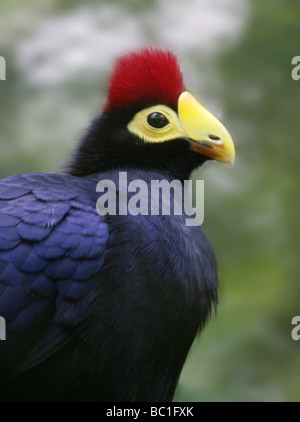 Lady Ross's Turaco, Musophaga Rossae, Musophagiden, Cuculiformes. Afrika Stockfoto