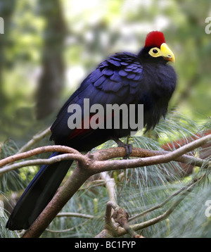 Lady Ross's Turaco, Musophaga Rossae, Musophagiden, Cuculiformes. Afrika Stockfoto
