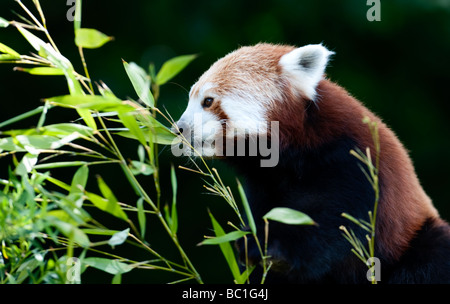 Roter Panda (Ailurus Fulgens) wissen auch als Firefox oder kleinere Panda Stockfoto