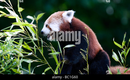 Roter Panda (Ailurus Fulgens) wissen auch als Firefox oder kleinere Panda Stockfoto