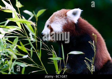 Roter Panda (Ailurus Fulgens) wissen auch als Firefox oder kleinere Panda Stockfoto