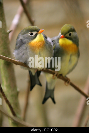 Rot in Rechnung, Leiothrix, Pekin Robin oder chinesische Nachtigall, Leiothrix Lutea, Timalien, Passeriformes Stockfoto