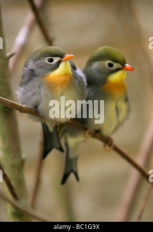 Rot in Rechnung, Leiothrix, Pekin Robin oder chinesische Nachtigall, Leiothrix Lutea, Timalien, Passeriformes Stockfoto