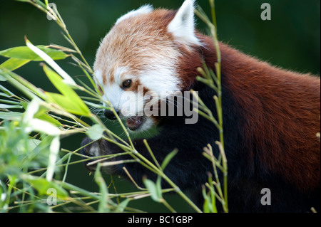 Roter Panda (Ailurus Fulgens) wissen auch als Firefox oder kleinere Panda Stockfoto