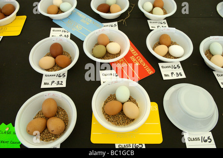 Eiern im Wettbewerb auf der drei Grafschaften Show, Malvern Stockfoto