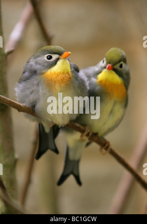 Rot in Rechnung, Leiothrix, Pekin Robin oder chinesische Nachtigall, Leiothrix Lutea, Timalien, Passeriformes Stockfoto