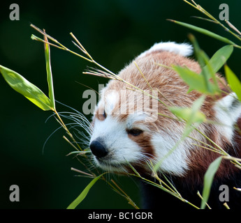 Roter Panda (Ailurus Fulgens) wissen auch als Firefox oder kleinere Panda Stockfoto