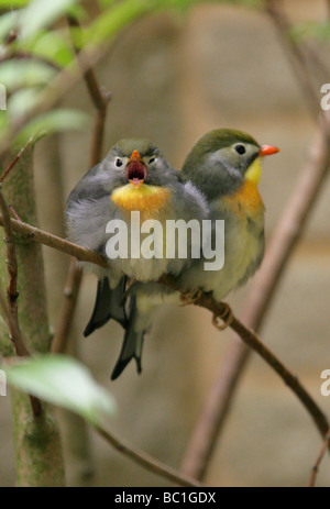 Rot in Rechnung, Leiothrix, Pekin Robin oder chinesische Nachtigall, Leiothrix Lutea, Timalien, Passeriformes Stockfoto