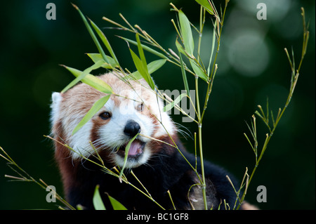 Roter Panda (Ailurus Fulgens) wissen auch als Firefox oder kleinere Panda Stockfoto