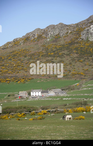 Fläche von St Davids Common, Wales. Bauernhof-Szene in der Nähe der walisischen Stadt von Str. Davids mit Carn Llidi im Hintergrund. Stockfoto