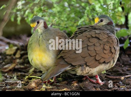 Sulawesi Boden-Taube oder gelb-breasted Boden-Taube, Gallicolumba Tristigmata, artenreichen, Columbiformes. Stockfoto