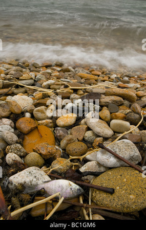 Eine kleine tote Fische liegt in der Treibgut mit anderen Ablagerungen auf den felsigen Ufer von einem Süßwassersee Stockfoto