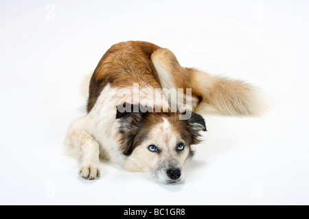 Gemischte Rasse Hund Border Collie gekreuzt Stockfoto