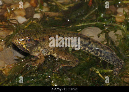 Green Frog [Rana Clamitans] Metamorphosing Frosch zeigt Tail Kaulquappe und Frosch Gliedmaßen - New York-USA Stockfoto