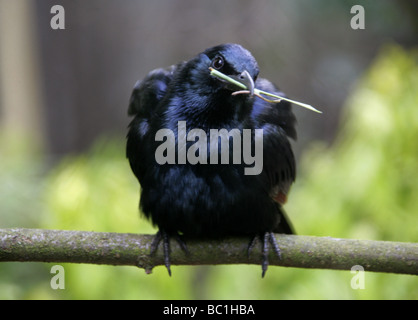 Red-winged Starling (männlich) mit Nestbau Material, Onychognathus Morio, Spottdrosseln, Passeriformes Stockfoto