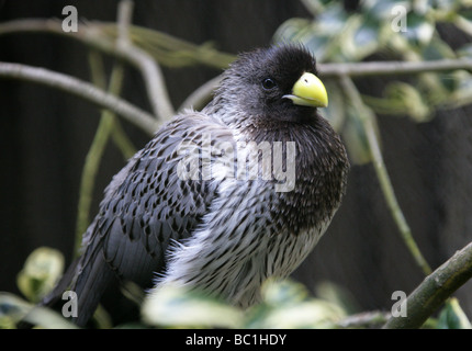 Western Grey Plantain-eater, Crinifer piscator, Musophagiden, Cuculiformes. Afrika Stockfoto