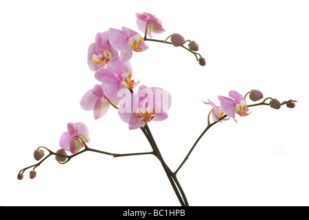 Orchidee auf weißem Hintergrund Stockfoto