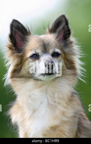 Chihuahua Langhaar 11 Jahre alt Stockfoto