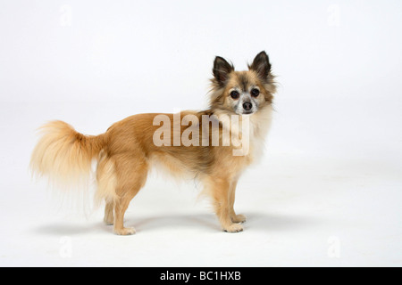Chihuahua Langhaar 11 Jahre alte Seite Stockfoto